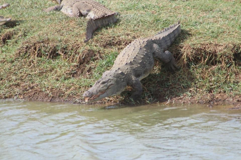 crocadile
